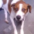 Pingo