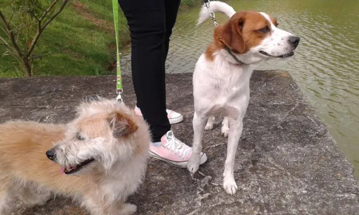 Cachorro ra a SRD idade 6 ou mais anos nome Pumba