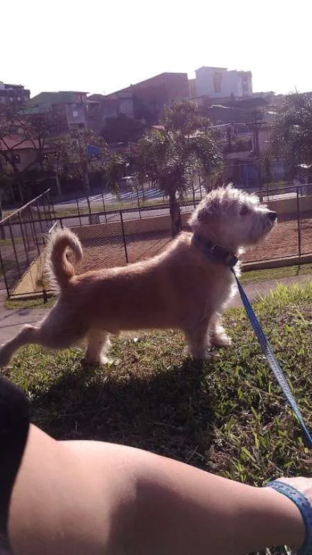 Cachorro ra a SRD idade 6 ou mais anos nome Pumba