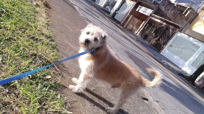 Cachorro ra a SRD idade 6 ou mais anos nome Pumba