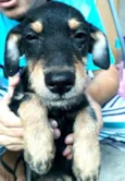 Charlie ( estopinha)