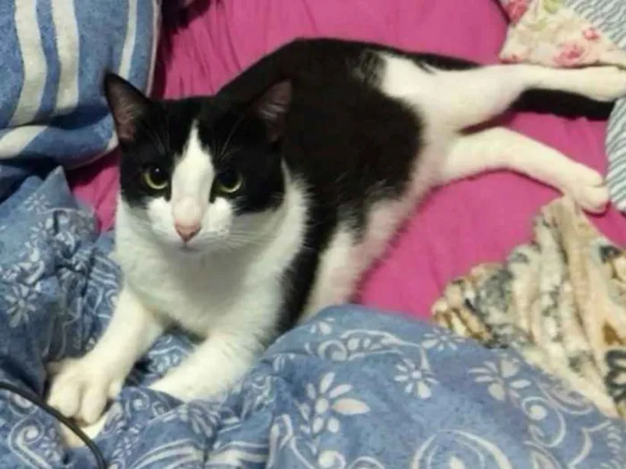 Gato ra a Sem raça  idade 2 anos nome Frajola