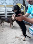 Charlie ( estopinha)