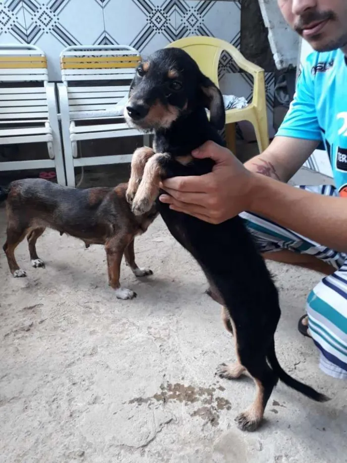 Cachorro ra a  idade 2 a 6 meses nome Charlie ( estopinha)
