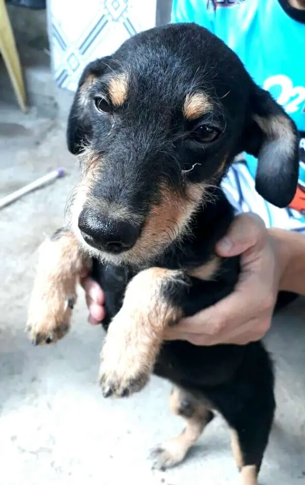 Cachorro ra a  idade 2 a 6 meses nome Charlie ( estopinha)