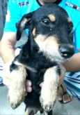Charlie ( estopinha)