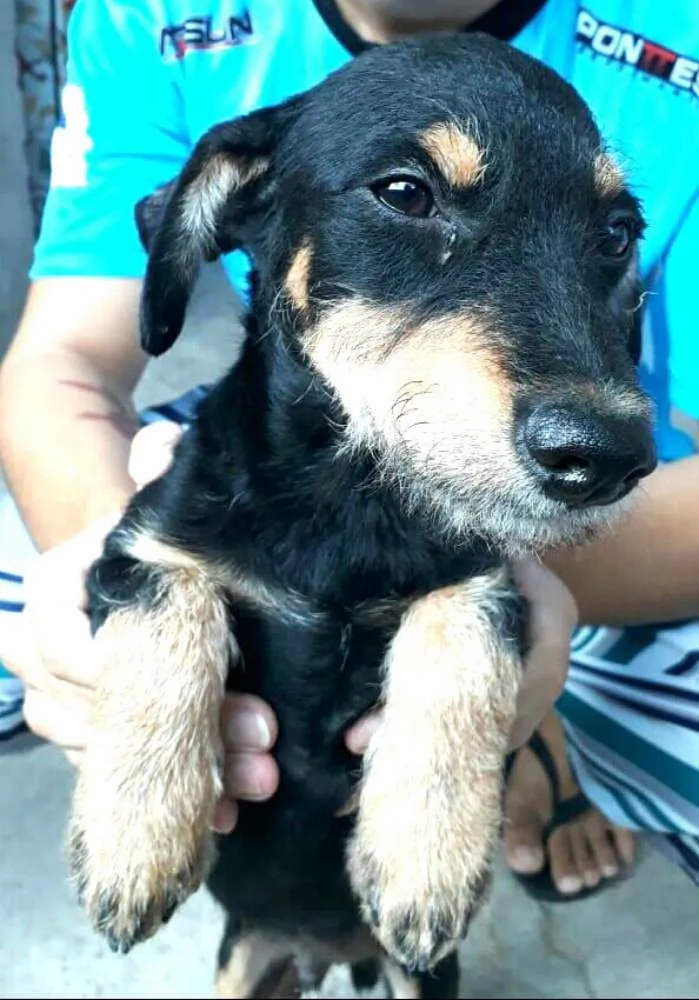 Cachorro ra a  idade 2 a 6 meses nome Charlie ( estopinha)