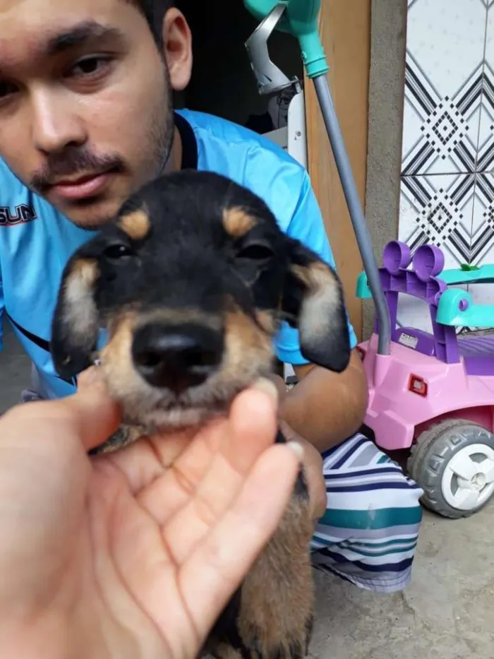 Cachorro ra a  idade 2 a 6 meses nome Charlie ( estopinha)