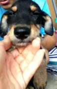 Charlie ( estopinha)