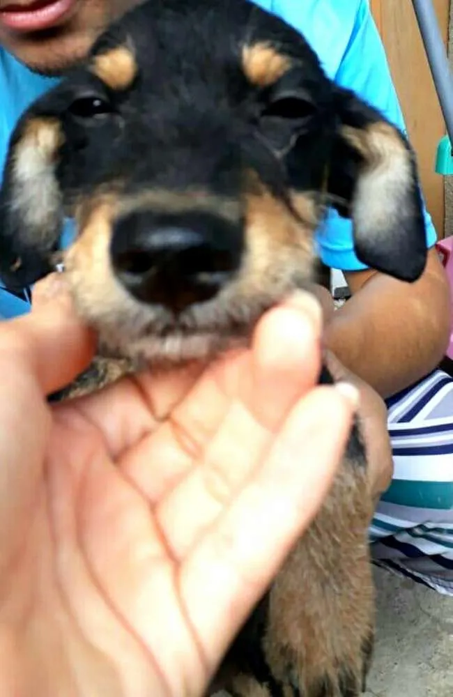 Cachorro ra a  idade 2 a 6 meses nome Charlie ( estopinha)