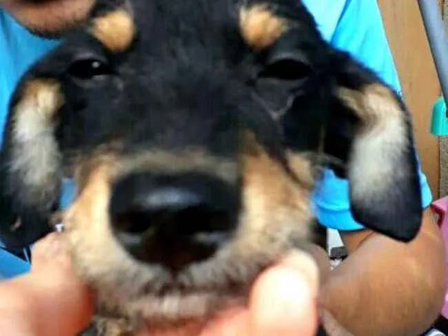 Cachorro ra a  idade 2 a 6 meses nome Charlie ( estopinha)