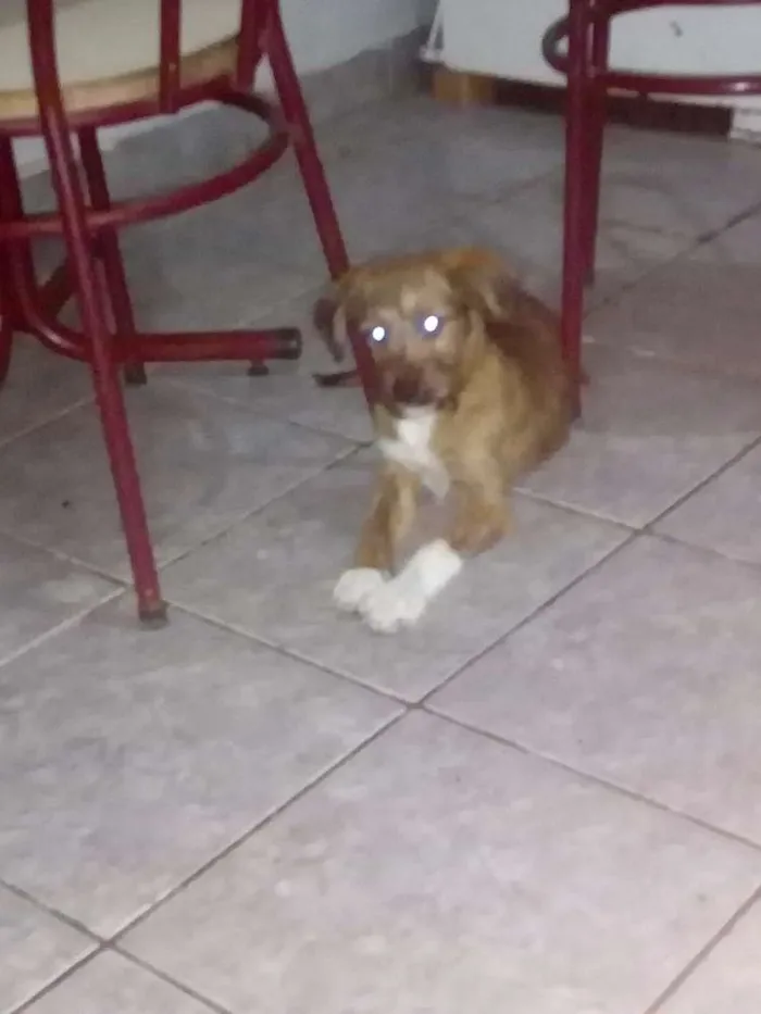 Cachorro ra a Vira lata  idade 2 a 6 meses nome Não tem nome ainda 