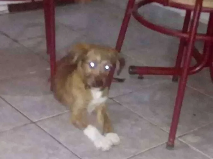 Cachorro ra a Vira lata  idade 2 a 6 meses nome Não tem nome ainda 