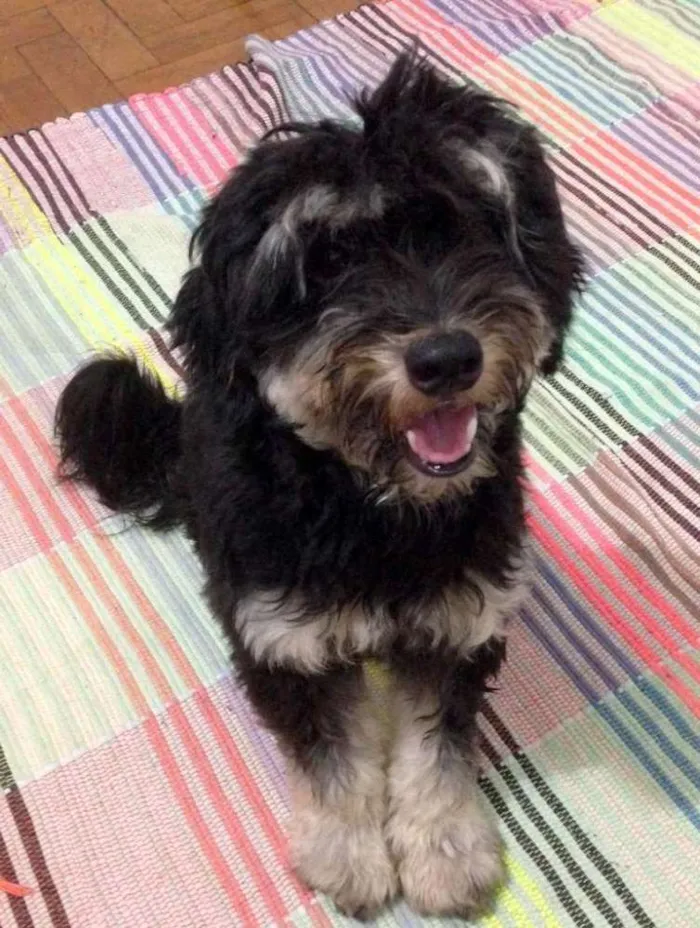 Cachorro ra a Poodle com york Shire idade 1 ano nome Toby