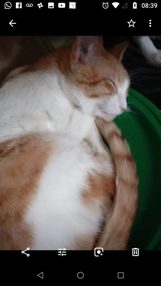 Gato ra a Srd idade 1 ano nome Miguel