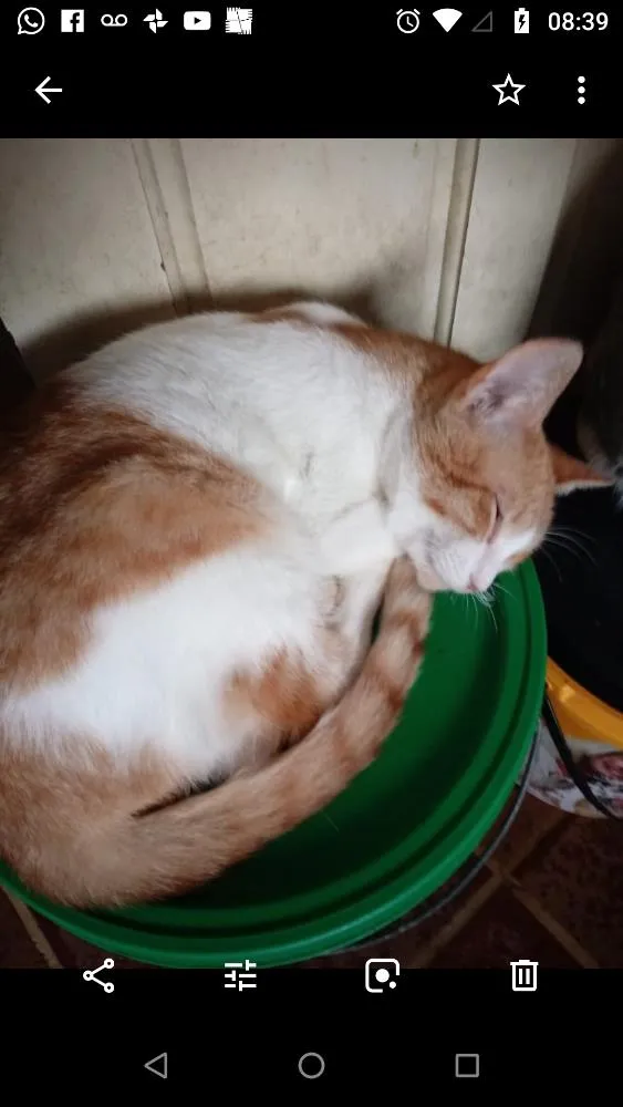 Gato ra a Srd idade 1 ano nome Miguel