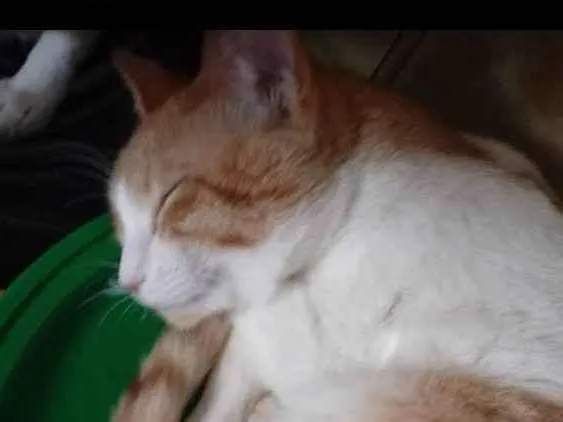 Gato ra a Srd idade 1 ano nome Miguel