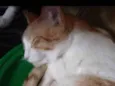Miguel