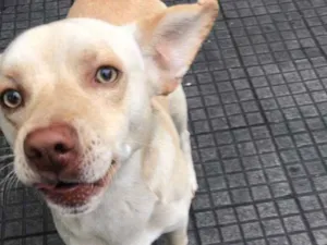 Cachorro raça SRD idade 2 anos nome Paçoca