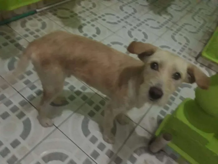 Cachorro ra a SRD idade 7 a 11 meses nome Rick