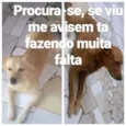 Totó e scooby