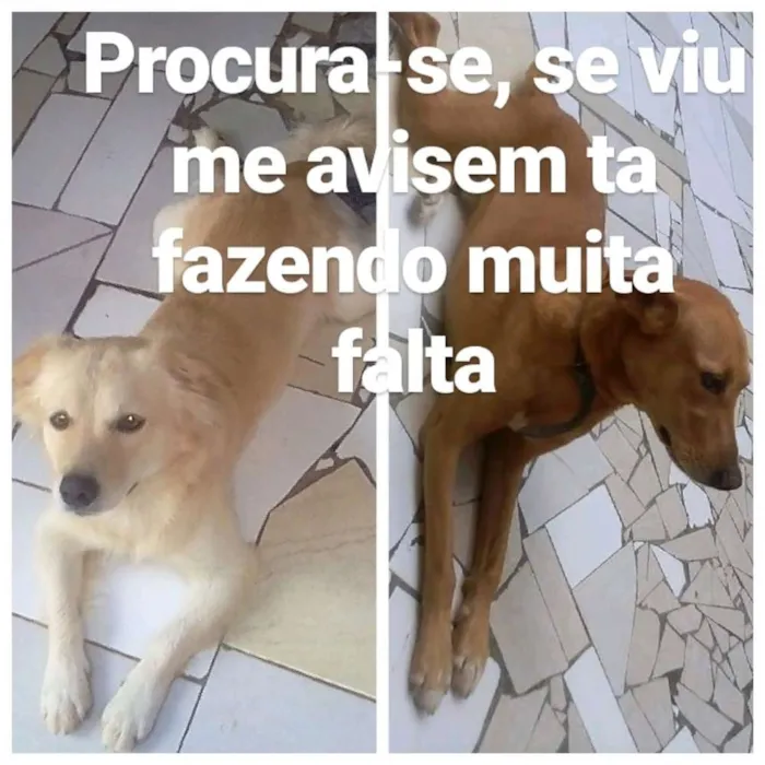 Cachorro ra a SRD idade  nome Totó e scooby