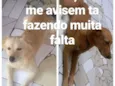 Totó e scooby