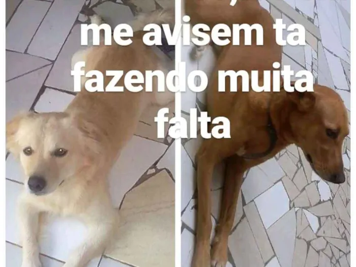 Cachorro ra a SRD idade  nome Totó e scooby