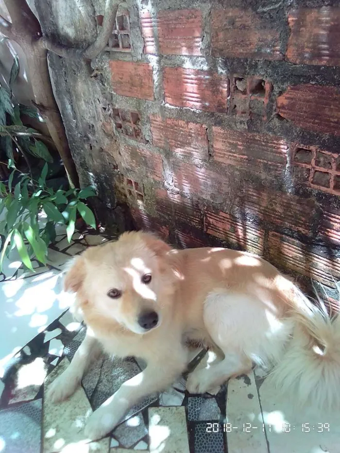 Cachorro ra a SRD idade  nome Totó e scooby