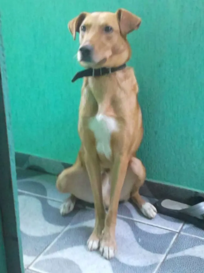 Cachorro ra a SRD idade  nome Totó e scooby