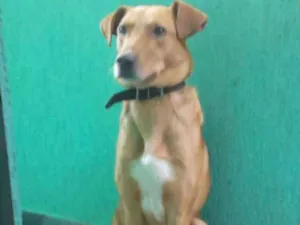 Cachorro raça SRD idade  nome Totó e scooby