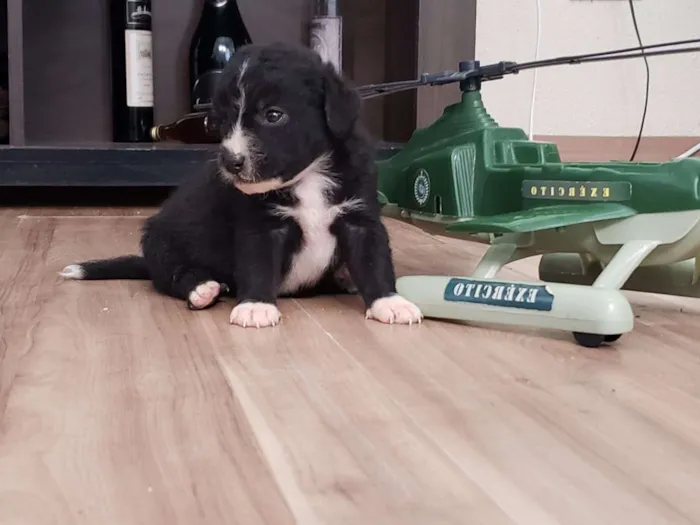 Cachorro ra a Vira lata idade Abaixo de 2 meses nome Filhote