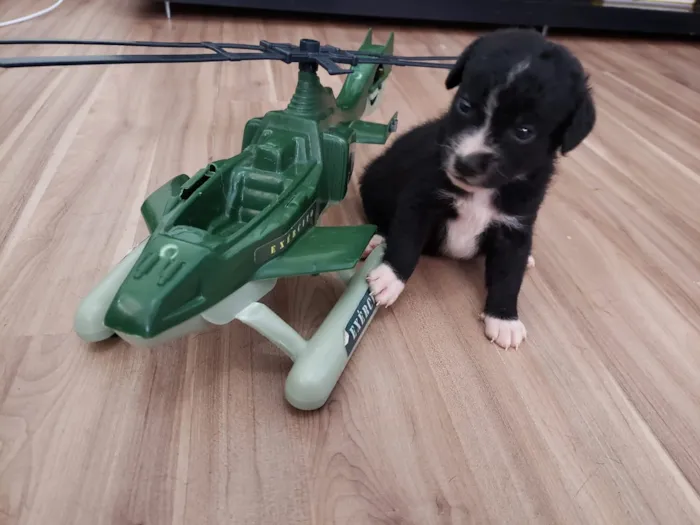 Cachorro ra a Vira lata idade Abaixo de 2 meses nome Filhote