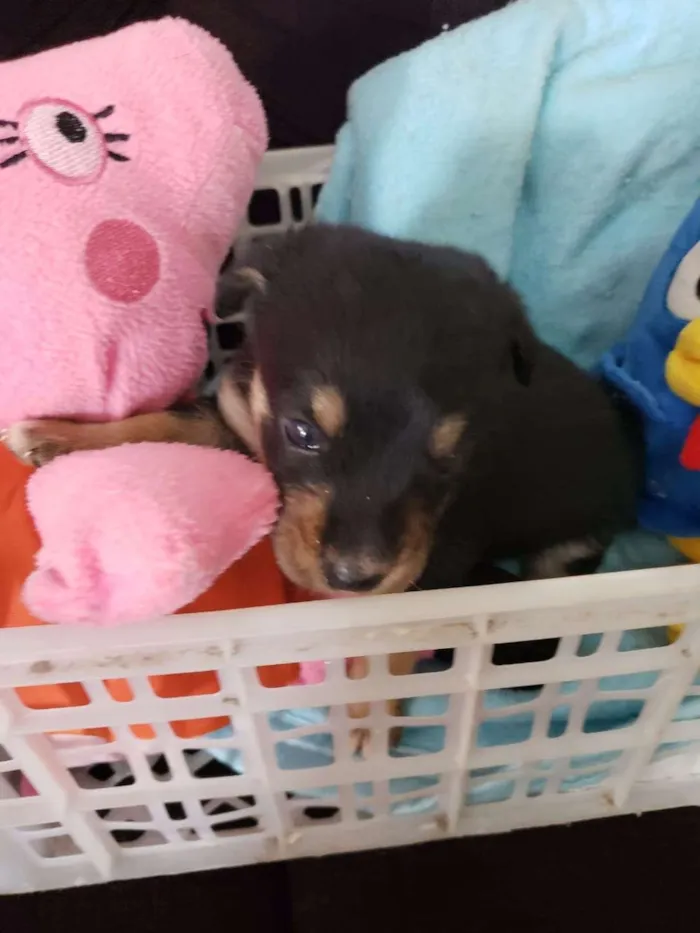 Cachorro ra a Vira lata idade Abaixo de 2 meses nome Filhotinho
