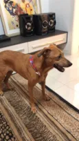 Dora