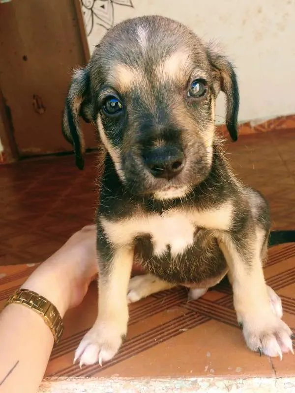 Cachorro raça SRD idade 2 a 6 meses nome Sem nome