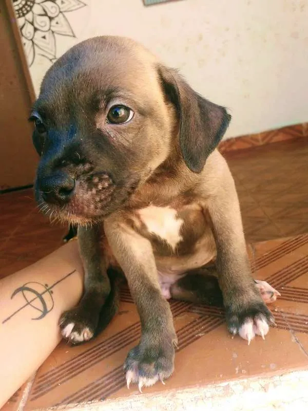 Cachorro raça SRD idade 2 a 6 meses nome Sem nome