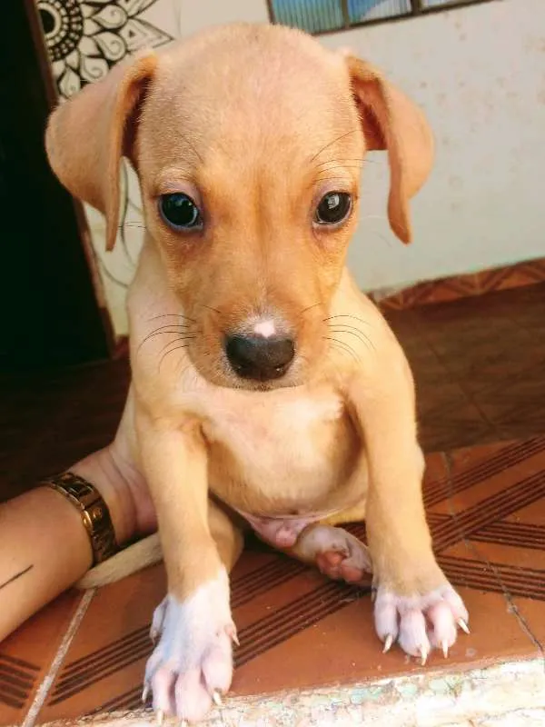Cachorro raça SRD idade 2 a 6 meses nome Sem nome