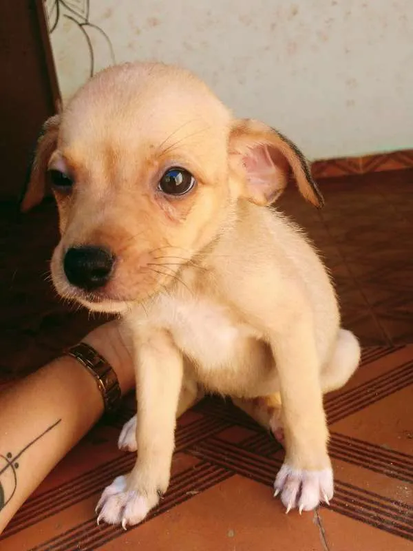 Cachorro raça SRD idade 2 a 6 meses nome Sem nome