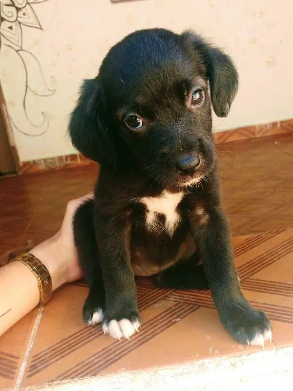 Cachorro raça SRD idade 2 a 6 meses nome Sem nome