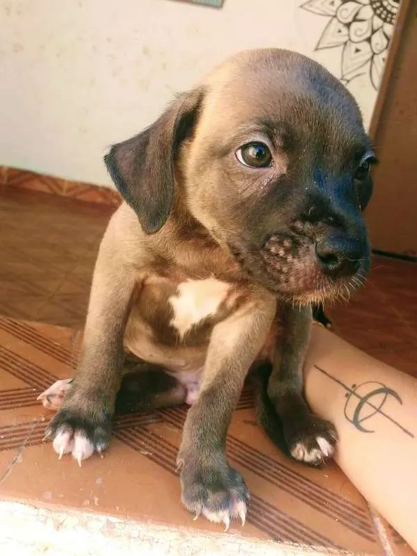 Cachorro raça SRD idade 2 a 6 meses nome Sem nome