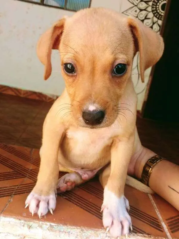 Cachorro raça SRD idade 2 a 6 meses nome Sem nome