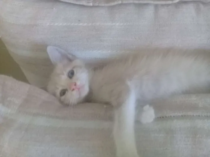 Gato ra a  idade Abaixo de 2 meses nome Sem Nome