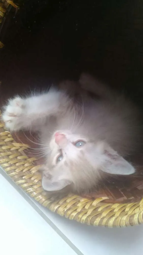 Gato ra a  idade Abaixo de 2 meses nome Sem Nome
