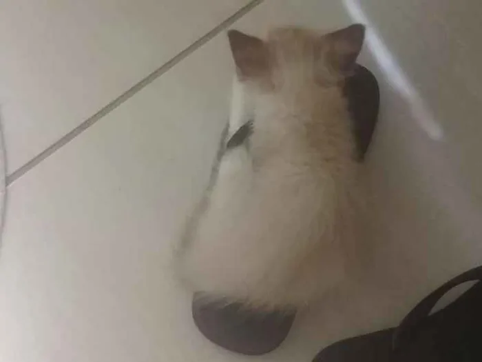 Gato ra a  idade Abaixo de 2 meses nome Sem Nome