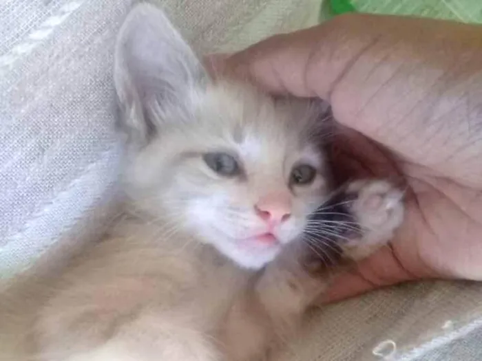 Gato ra a  idade Abaixo de 2 meses nome Sem Nome