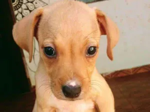 Cachorro raça SRD idade 2 a 6 meses nome Sem nome