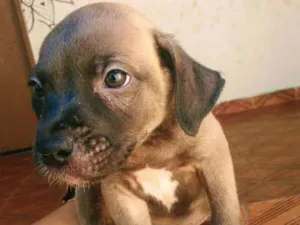 Cachorro raça SRD idade 2 a 6 meses nome Sem nome