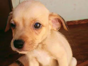 Cachorro raça SRD idade 2 a 6 meses nome Sem nome