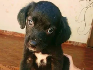 Cachorro raça SRD idade 2 a 6 meses nome Sem nome